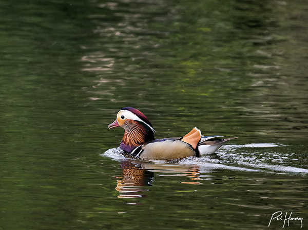 Mandarin Duck 鸳鸯