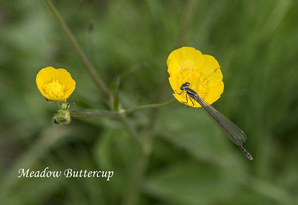 Meadow Buttercup