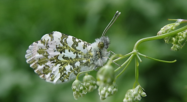 Orange tip butterfly