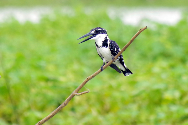 Pied Kingfisher