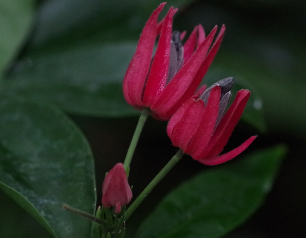 Red and Green