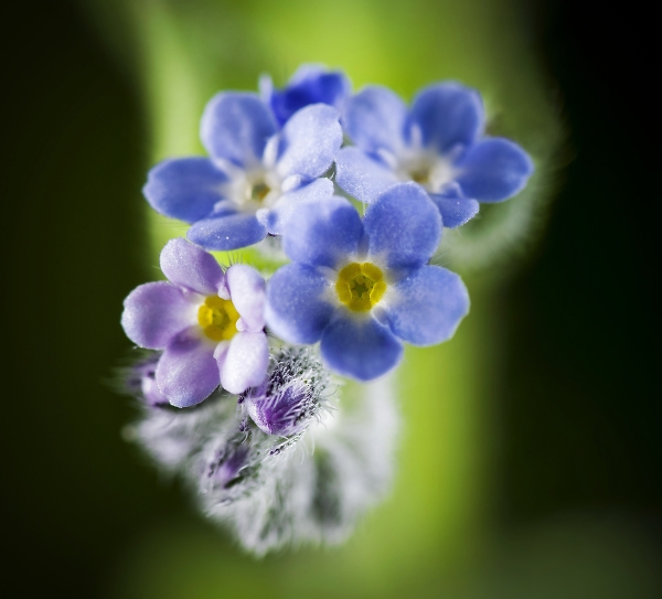 Small flowers