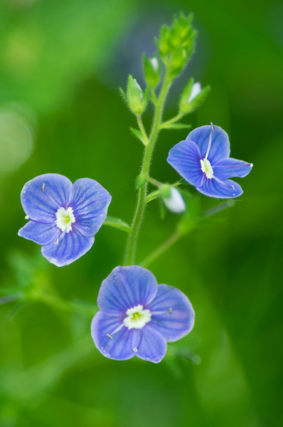 Speedwell in the Woods