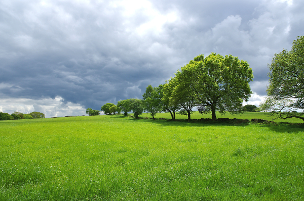 Spring Greens