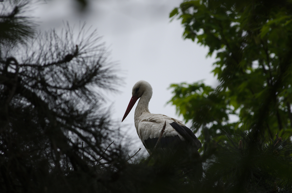 Stork