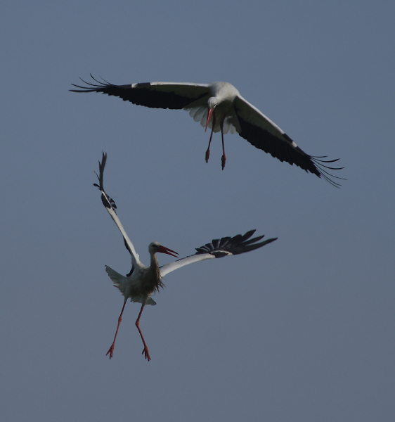 Storks