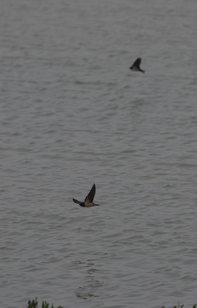 Swallows