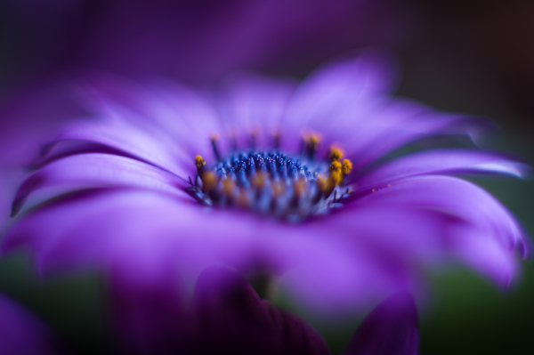 The Dancing Daisy.