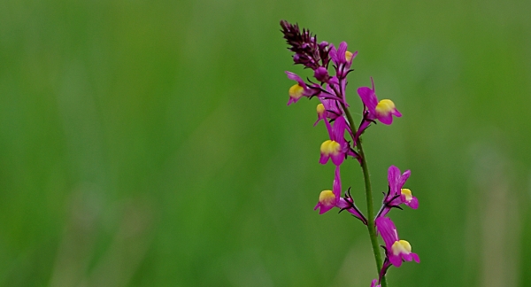 Toadflax