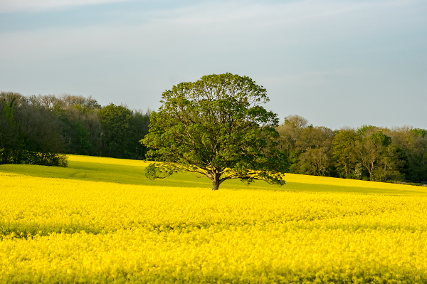 Tree in oil-seed rape field
