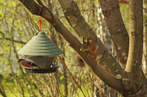 Two familiar fellows in our garden