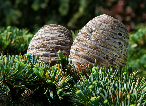 Two fir cones