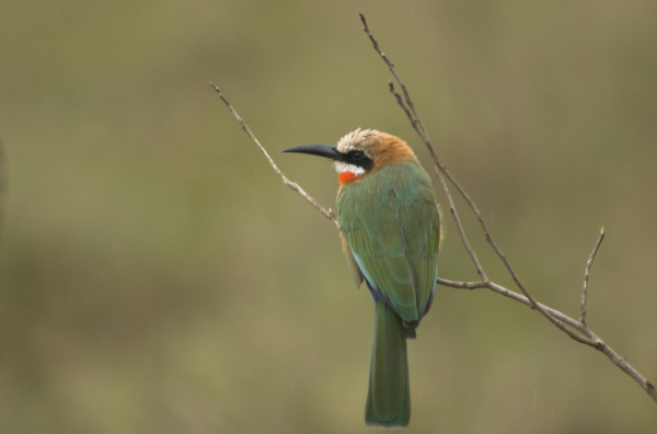 White Throated bee eater.