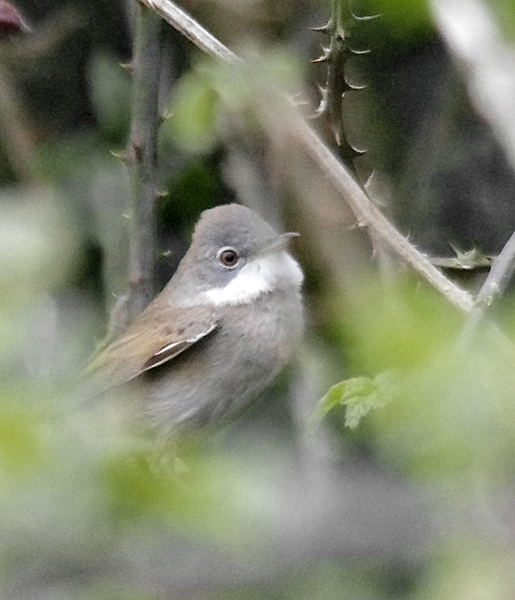 Whitethroat