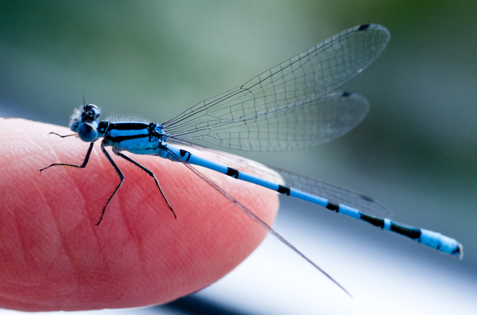 A Tame Damsel