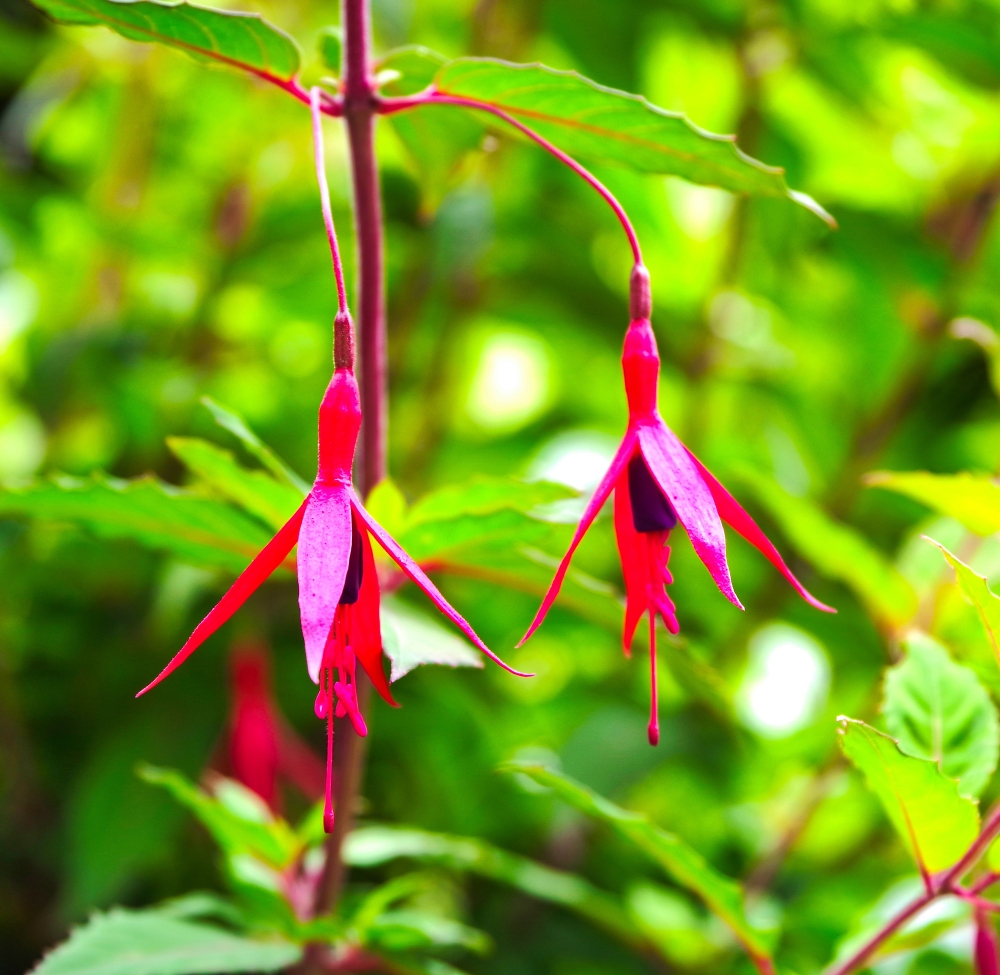 Fuchsia