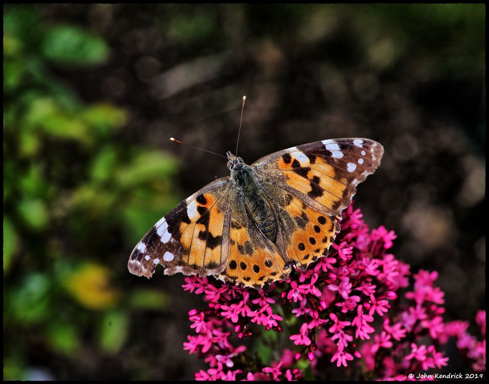 Painted Lady