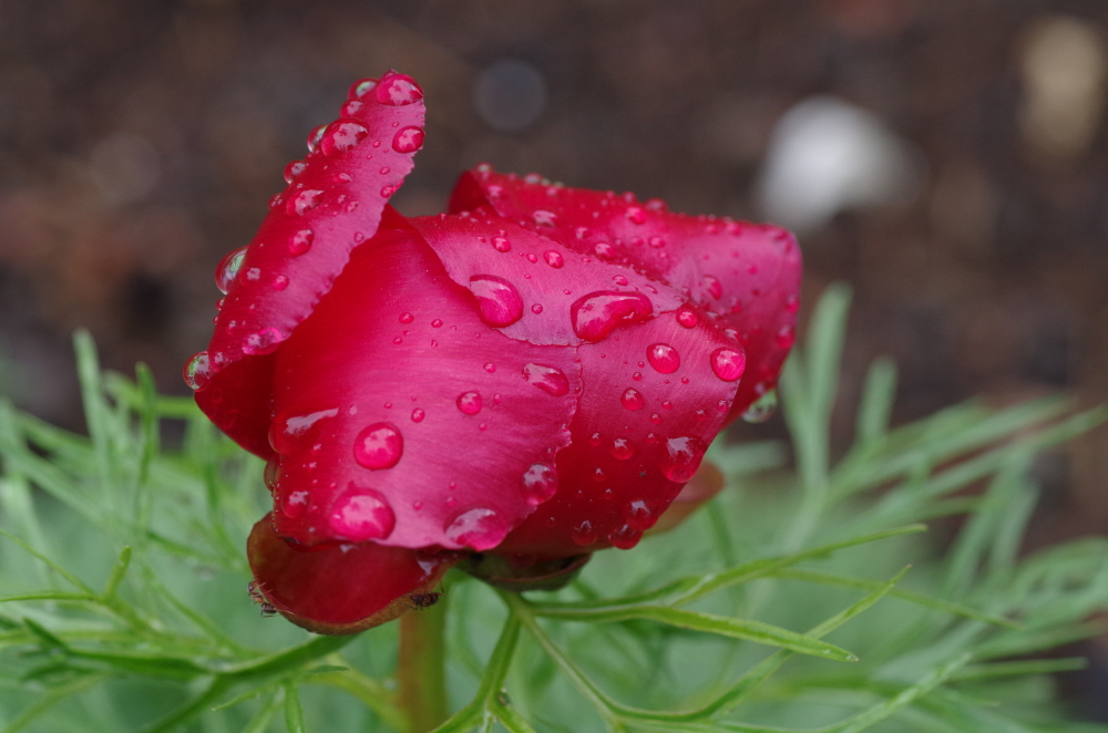 Raindrops