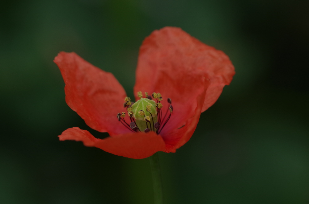 Red Poppy v4