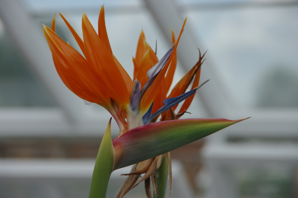 Strelitzia or Bird Of Paradise Plant