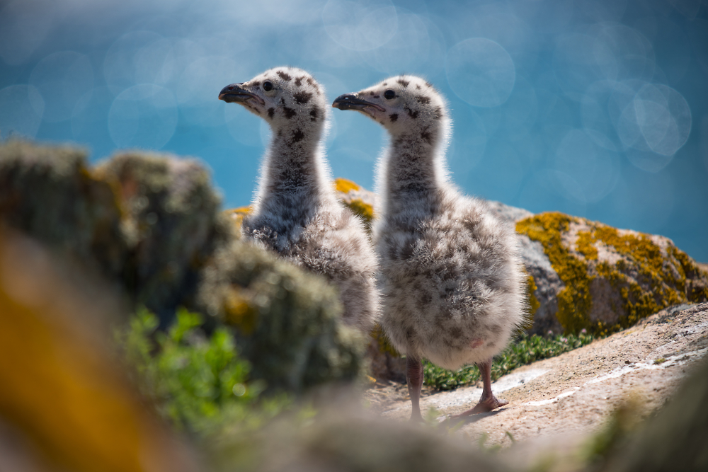Young Seagulls