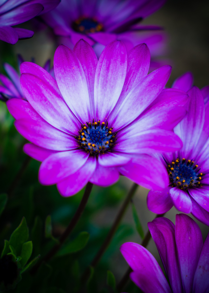 African Daisies.