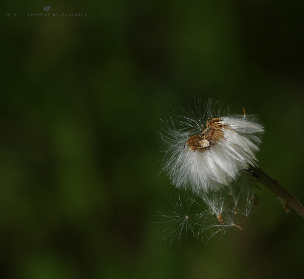 quasi perfect mimicry