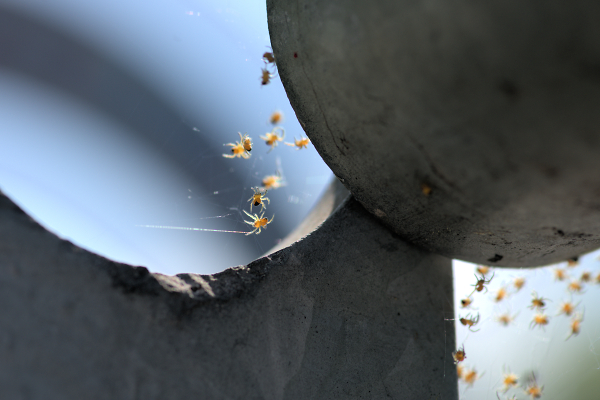 Baby Spiders