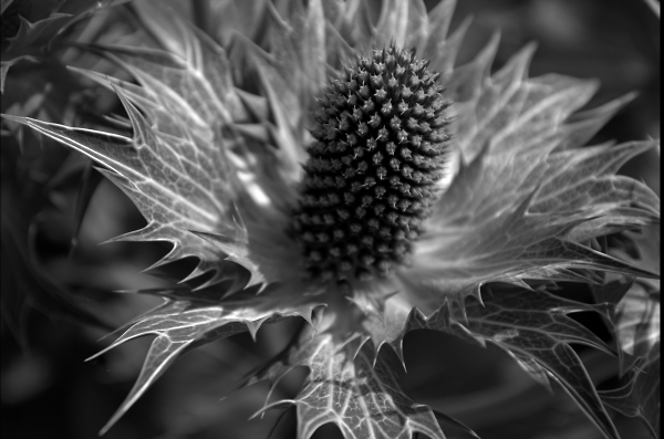 Blue Thistle