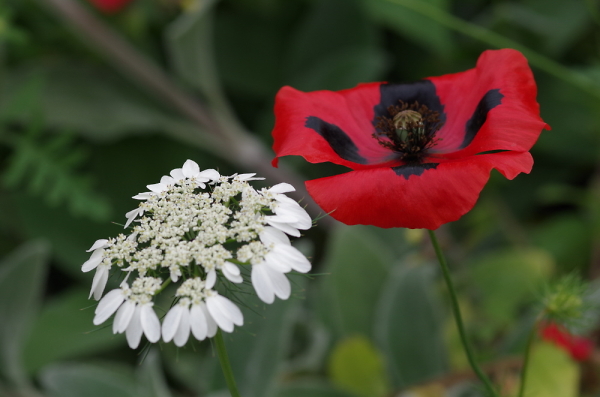 Folded Poppy