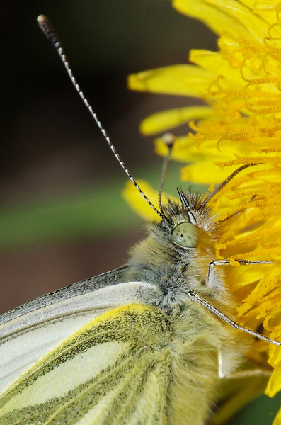 Green-veined white on dandelion