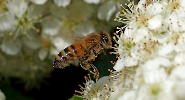 Honey bee