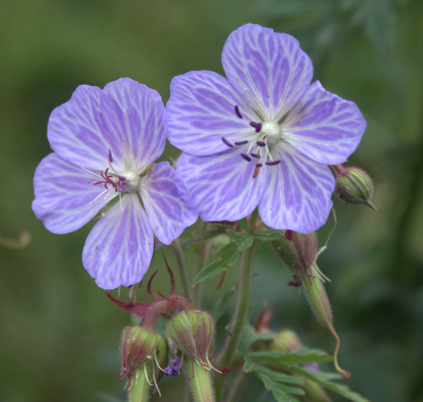 Johnsons Blue geraniums