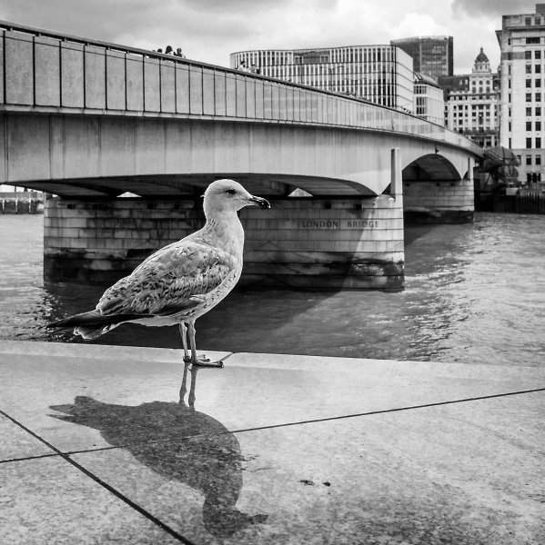 London gull