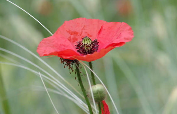 May Poppy