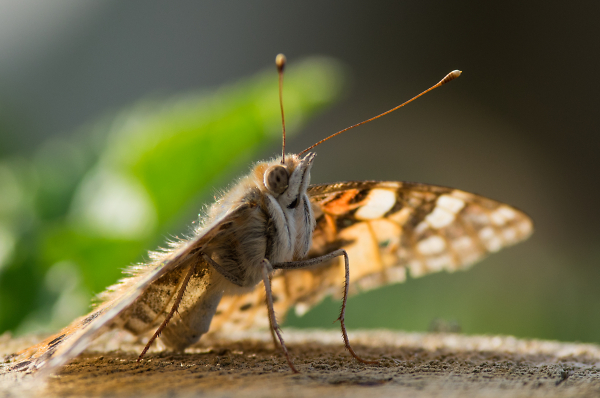 Painted Lady in Evening Sunshine