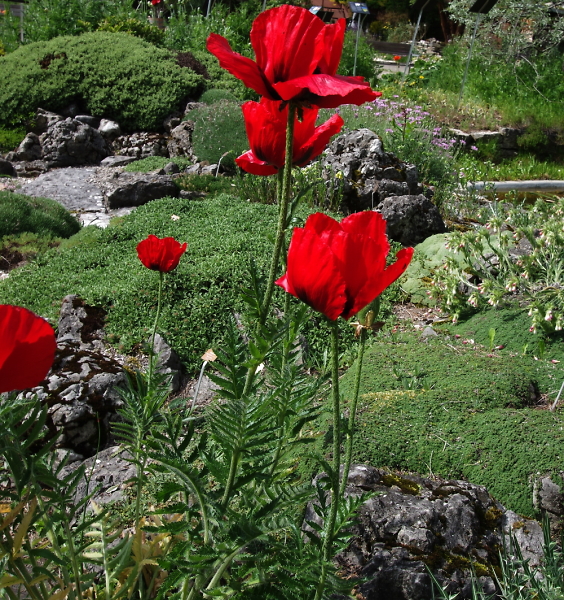 Poppies