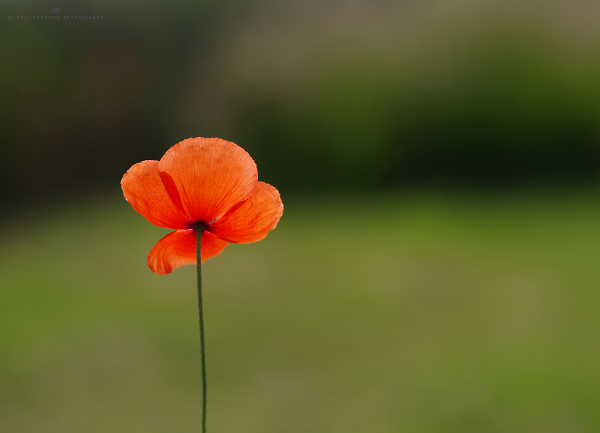 poppy