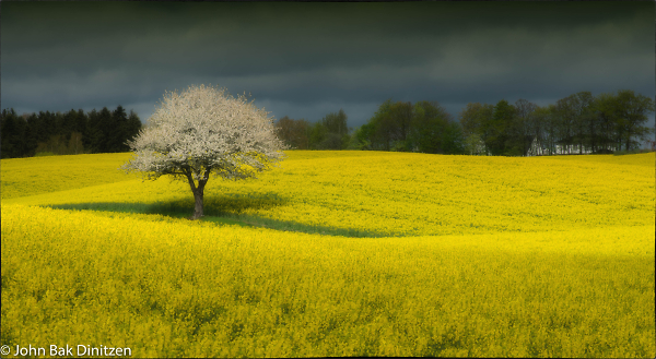 Rapeseed field