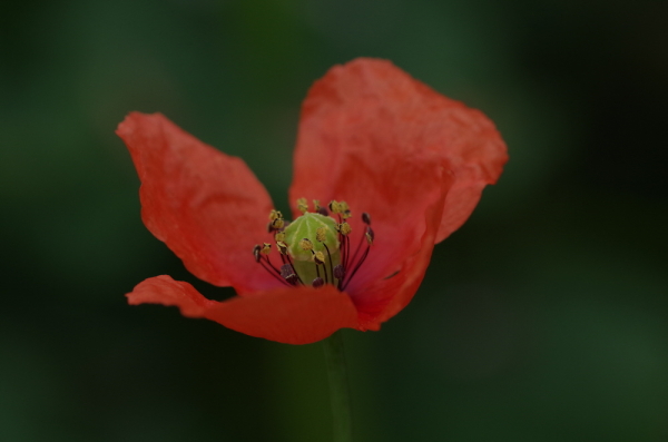 Red Poppy v4