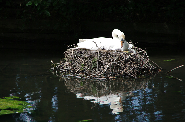 Swan at home