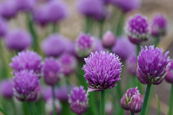 The Colour Purple