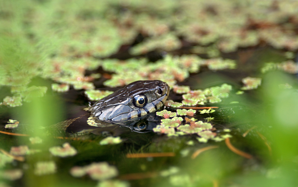 Predator in the Pond