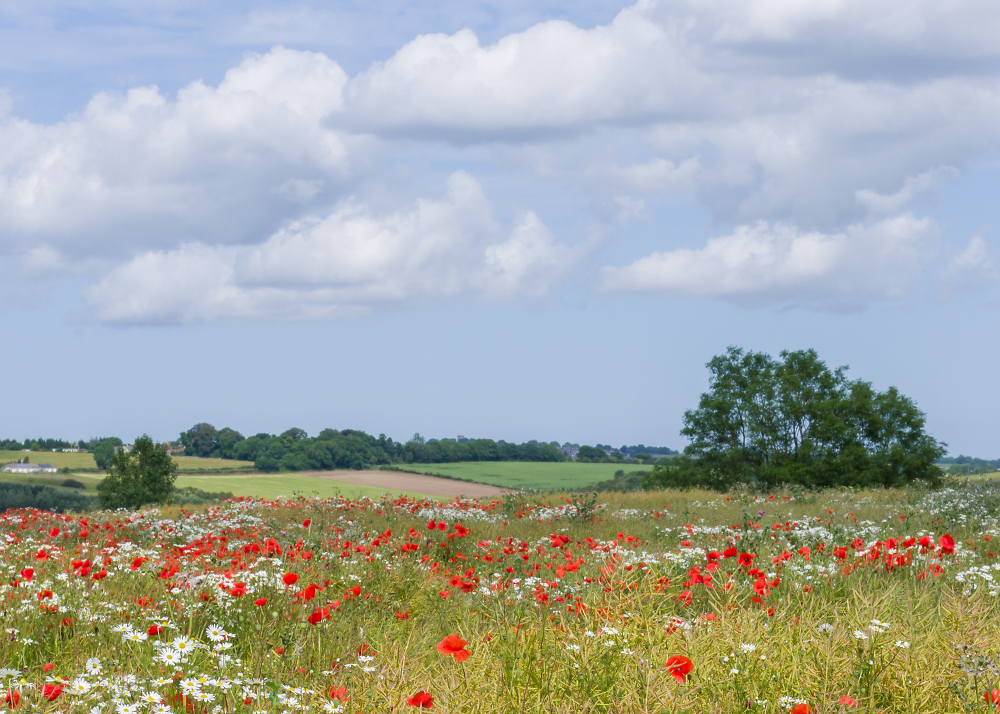 Summer- Fields, with poppies and daisies.