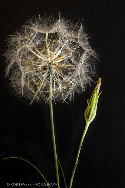 A seed head of Goat's-beard - Tragopogon pratensis