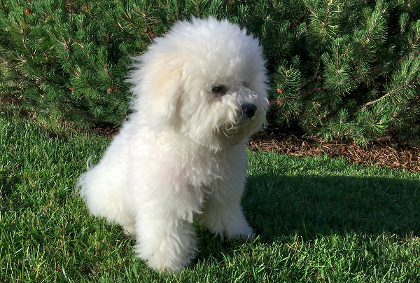 Bichon Pup Rampant on a Field of Green