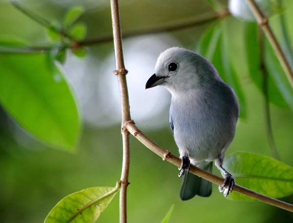 Blue-Grey Tanager