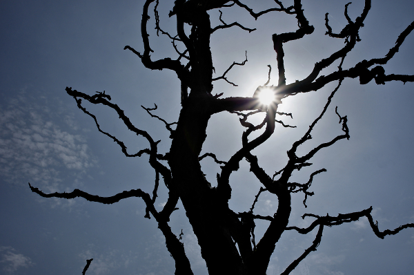 Dead Tree