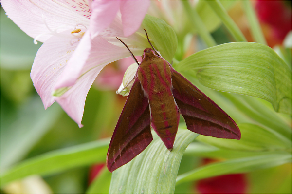 Elephant hawk-moth