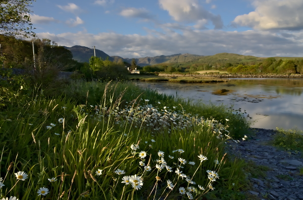 Evening Daisies